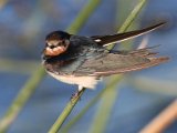 europese swaeltjie 2 : frieda